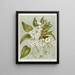 Fig 1 Plagianthus divaricatus Fig 2 Plagianthus lyallii Fig 3 Hibiscus trionum - Sarah Featon — oprawiony obraz na ścianie