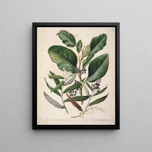 Griselinia lucida Corokia buddleoides - Sarah Featon — oprawiony obraz na ścianie
