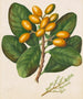 Pomarańczowy - Sarah Featon — widok dzieła