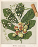 Reprodukcja obrazu KoheKohe Dysoxylum spectabile - Sarah Featon