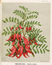 Kowhai Ngutu Kaka Clianthus puniceus - Sarah Featon — widok dzieła
