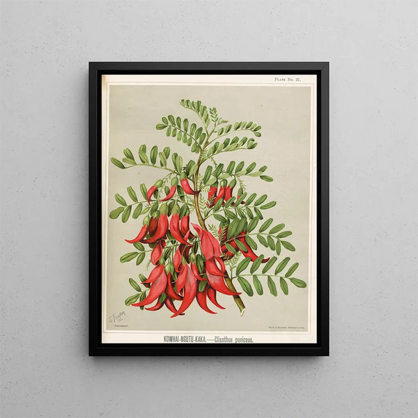Kowhai Ngutu Kaka Clianthus puniceus - Sarah Featon — oprawiony obraz na ścianie