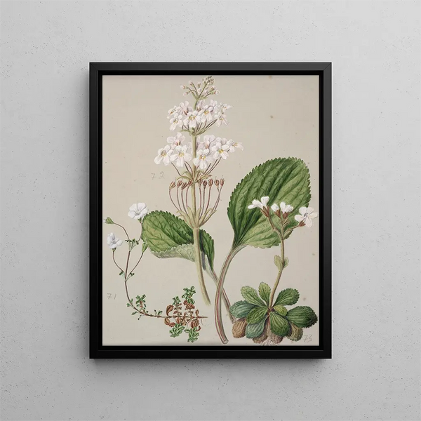 Sarah Featon - Ourisia.webp