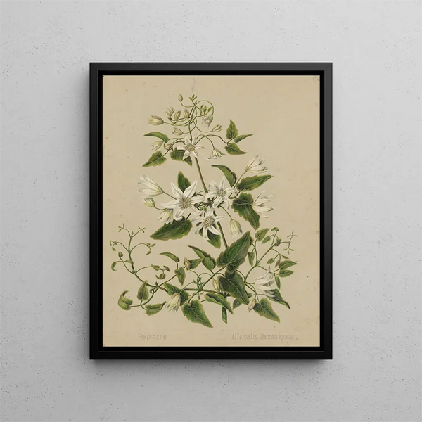 Pikiarero Clematis hexasepala - Sarah Featon — oprawiony obraz na ścianie