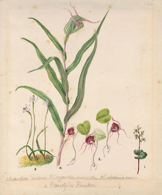 Sarah Featon - Pixie cap orchid Acianthus sinclairii Spider orchid Corybas macranthus Caladenia minor Tutukiwi Greenhood orchid Pterostylis banksii.webp