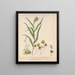 orchidee czapeczka elfki Acianthus sinclairii Orchidea pająk Corybas macranthus Caladenia minor Tutukiwi Orchidea Greenhood Pterostylis banksii - Sarah Featon — oprawiony obraz na ścianie