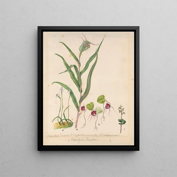 orchidee czapeczka elfki Acianthus sinclairii Orchidea pająk Corybas macranthus Caladenia minor Tutukiwi Orchidea Greenhood Pterostylis banksii - Sarah Featon — oprawiony obraz na ścianie