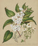 Plagianthus divaricatus Plagianthus lyallii Hibiscus trionum - Sarah Featon — widok dzieła
