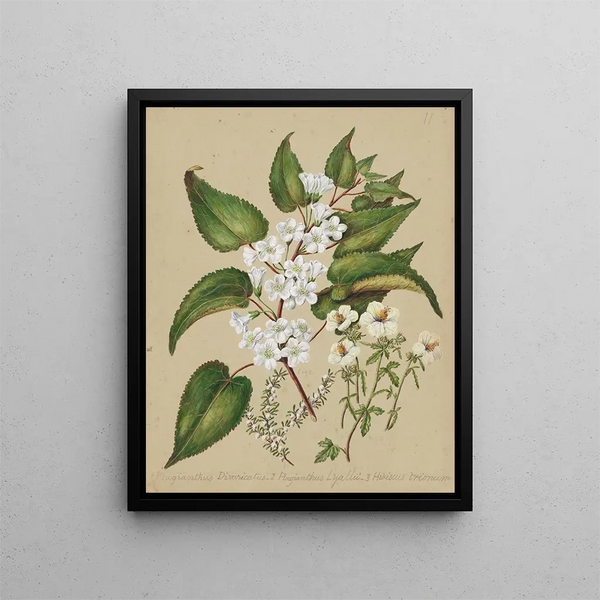 Plagianthus divaricatus Plagianthus lyallii Hibiscus trionum - Sarah Featon — oprawiony obraz na ścianie
