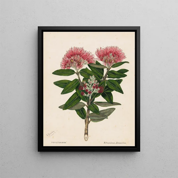 Pohutukawa Metrosideros tomentosa - Sarah Featon — oprawiony obraz na ścianie
