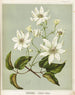 Puawananga Clematis indivisa, Planche 1 - Sarah Featon — widok dzieła