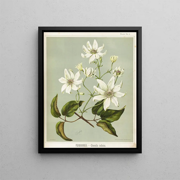 Puawananga Clematis indivisa, Planche 1 - Sarah Featon — oprawiony obraz na ścianie