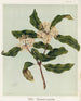 Tarata Pittosporum eugenioides, Planche 9 - Sarah Featon — widok dzieła