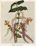Tupakihi Coriaria ruscifolia, Planche 25 - Sarah Featon — widok dzieła