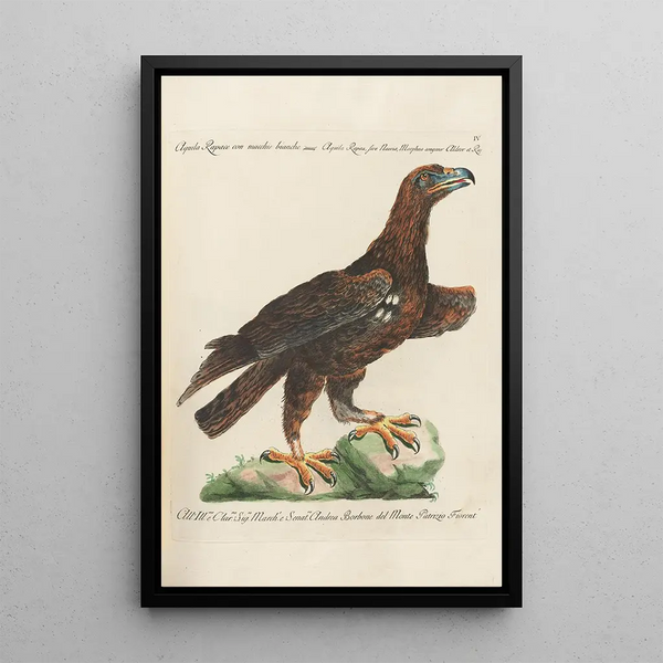 Ornithologie méthodiquement disposée Pl004 - Saverio Manetti — oprawiony obraz na ścianie