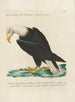 Ornithologie méthodiquement disposée Pl008 - Saverio Manetti — widok dzieła