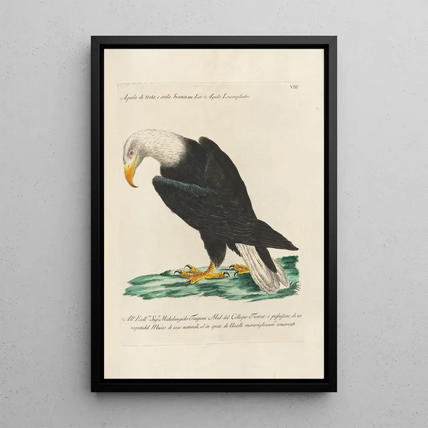 Ornithologie méthodiquement disposée Pl008 - Saverio Manetti — oprawiony obraz na ścianie