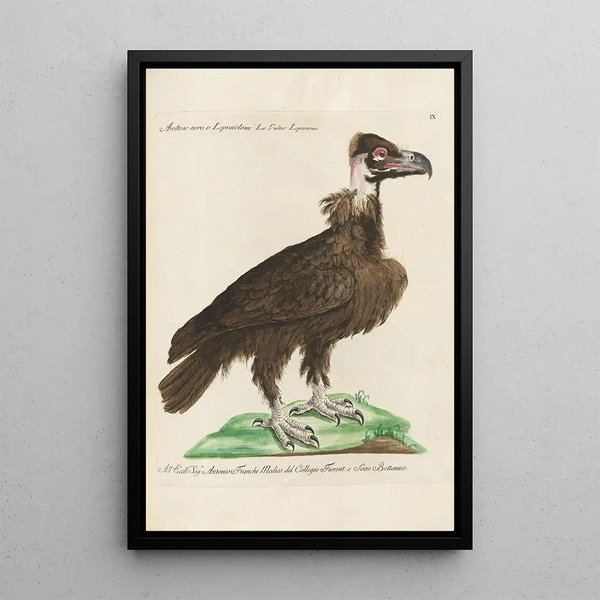 Ornithologie méthodiquement disposée Pl009 - Saverio Manetti — oprawiony obraz na ścianie