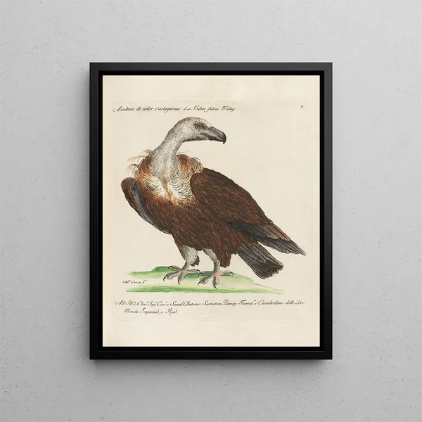 Ornithologie méthodiquement digérée Pl010 - Saverio Manetti — oprawiony obraz na ścianie