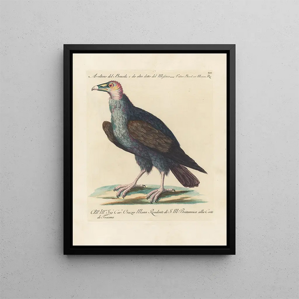 L'ornithologie méthodiquement digérée Pl013 - Saverio Manetti — oprawiony obraz na ścianie