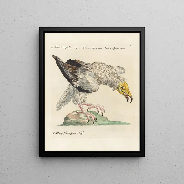 L'ornithologie méthodiquement digérée Pl014 - Saverio Manetti — oprawiony obraz na ścianie