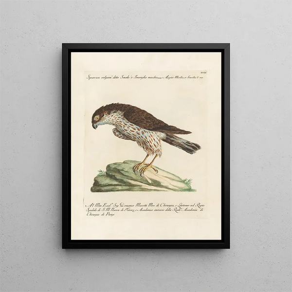 Ornithologie méthodiquement digérée Pl018 - Saverio Manetti — oprawiony obraz na ścianie