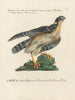 Ornithologie méthodiquement digérée Pl020 - Saverio Manetti — widok dzieła