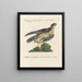 Ornithologie méthodiquement digérée Pl020 - Saverio Manetti — oprawiony obraz na ścianie