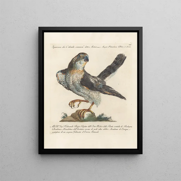 Ornithologie méthodiquement digérée Pl021 - Saverio Manetti — oprawiony obraz na ścianie