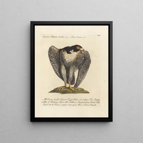 Ornithologie méthodiquement digérée Pl023 - Saverio Manetti — oprawiony obraz na ścianie
