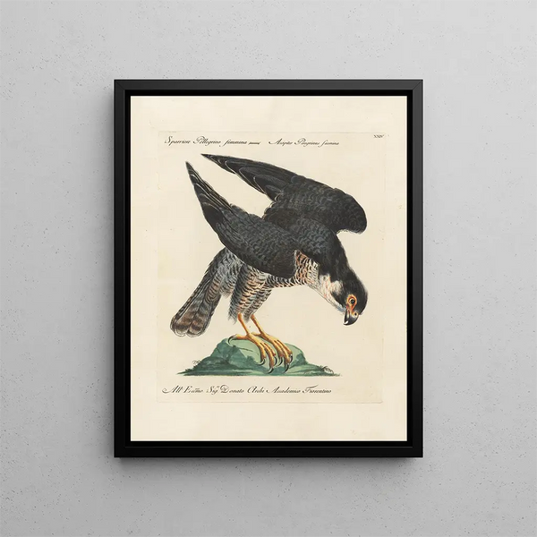 Ornithologie méthodiquement digérée Pl024 - Saverio Manetti — oprawiony obraz na ścianie