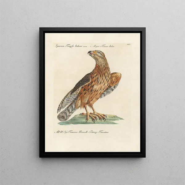 Ornithologie méthodiquement digérée Pl026 - Saverio Manetti — oprawiony obraz na ścianie