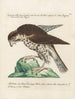 Ornithologie méthodiquement digérée Pl029 - Saverio Manetti — widok dzieła