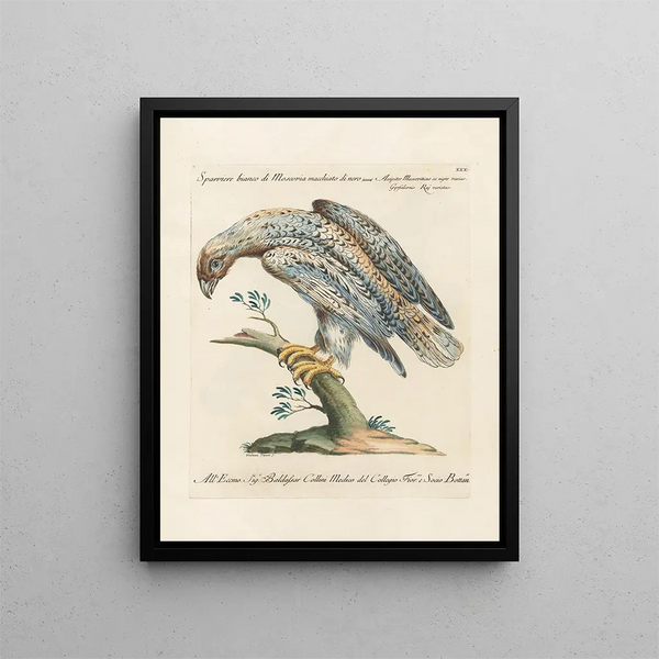 Ornithologie méthodiquement digérée Pl030 - Saverio Manetti — oprawiony obraz na ścianie