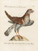 L'ornithologie méthodiquement digérée Pl031 - Saverio Manetti — widok dzieła