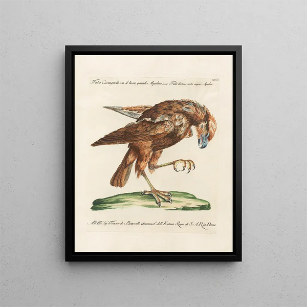 Ornithologie méthodiquement digérée Pl032 - Saverio Manetti — oprawiony obraz na ścianie