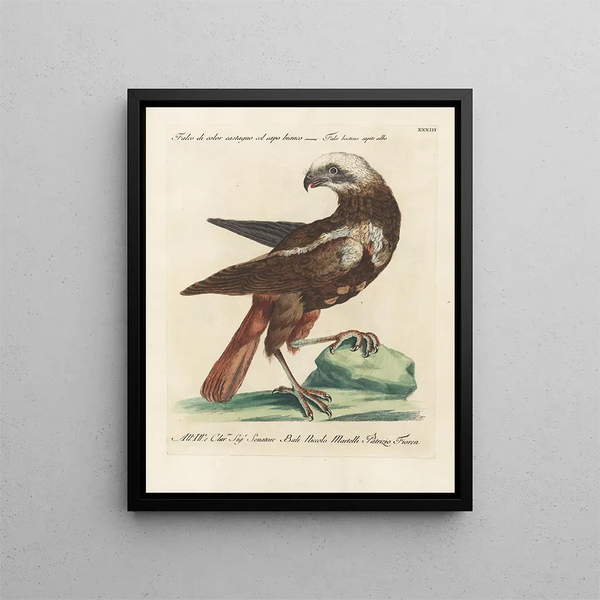 Ornithologie méthodiquement digérée Pl033 - Saverio Manetti — oprawiony obraz na ścianie