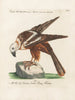 Ornithologie méthodiquement digérée Pl034 - Saverio Manetti — widok dzieła