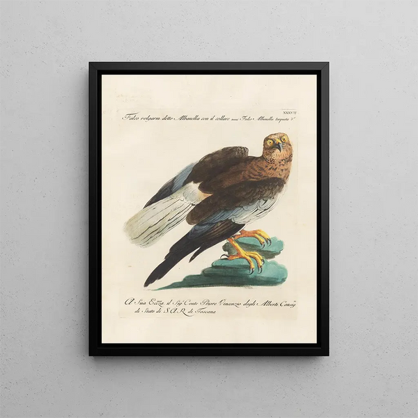 Ornithologie méthodiquement digérée Pl037 - Saverio Manetti — oprawiony obraz na ścianie