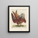 Ornithologie méthodiquement digérée Pl039 - Saverio Manetti — oprawiony obraz na ścianie
