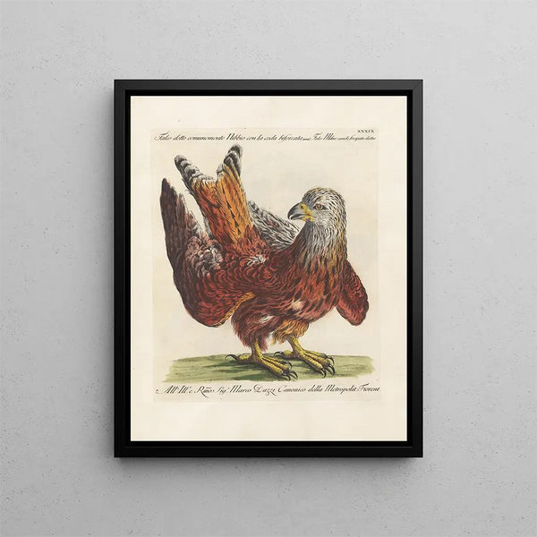 Ornithologie méthodiquement digérée Pl039 - Saverio Manetti — oprawiony obraz na ścianie