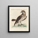 Ornithologie méthodiquement digérée Pl041 - Saverio Manetti — oprawiony obraz na ścianie