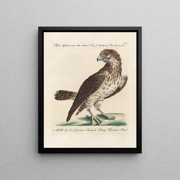 Ornithologie méthodiquement digérée Pl041 - Saverio Manetti — oprawiony obraz na ścianie