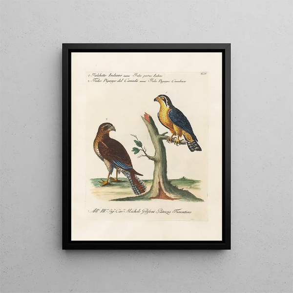 Ornithologie méthodiquement digérée Pl044 - Saverio Manetti — oprawiony obraz na ścianie