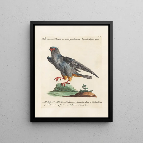 Ornithologie méthodiquement digérée Pl046 - Saverio Manetti — oprawiony obraz na ścianie