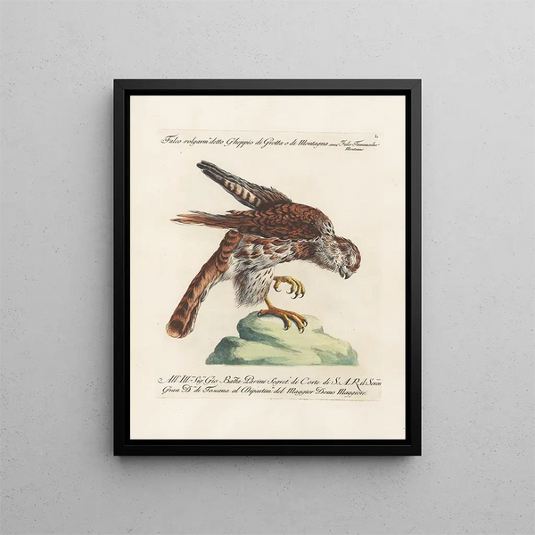 Ornithologie méthodiquement digérée Pl050 - Saverio Manetti — oprawiony obraz na ścianie