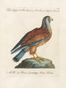 Ornithologie méthodiquement digérée Pl052 - Saverio Manetti — widok dzieła