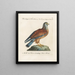 Ornithologie méthodiquement digérée Pl052 - Saverio Manetti — oprawiony obraz na ścianie