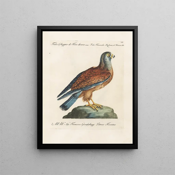 Ornithologie méthodiquement digérée Pl052 - Saverio Manetti — oprawiony obraz na ścianie