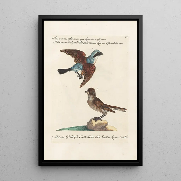 Ornithologie méthodiquement disposée Pl055 - Saverio Manetti — oprawiony obraz na ścianie